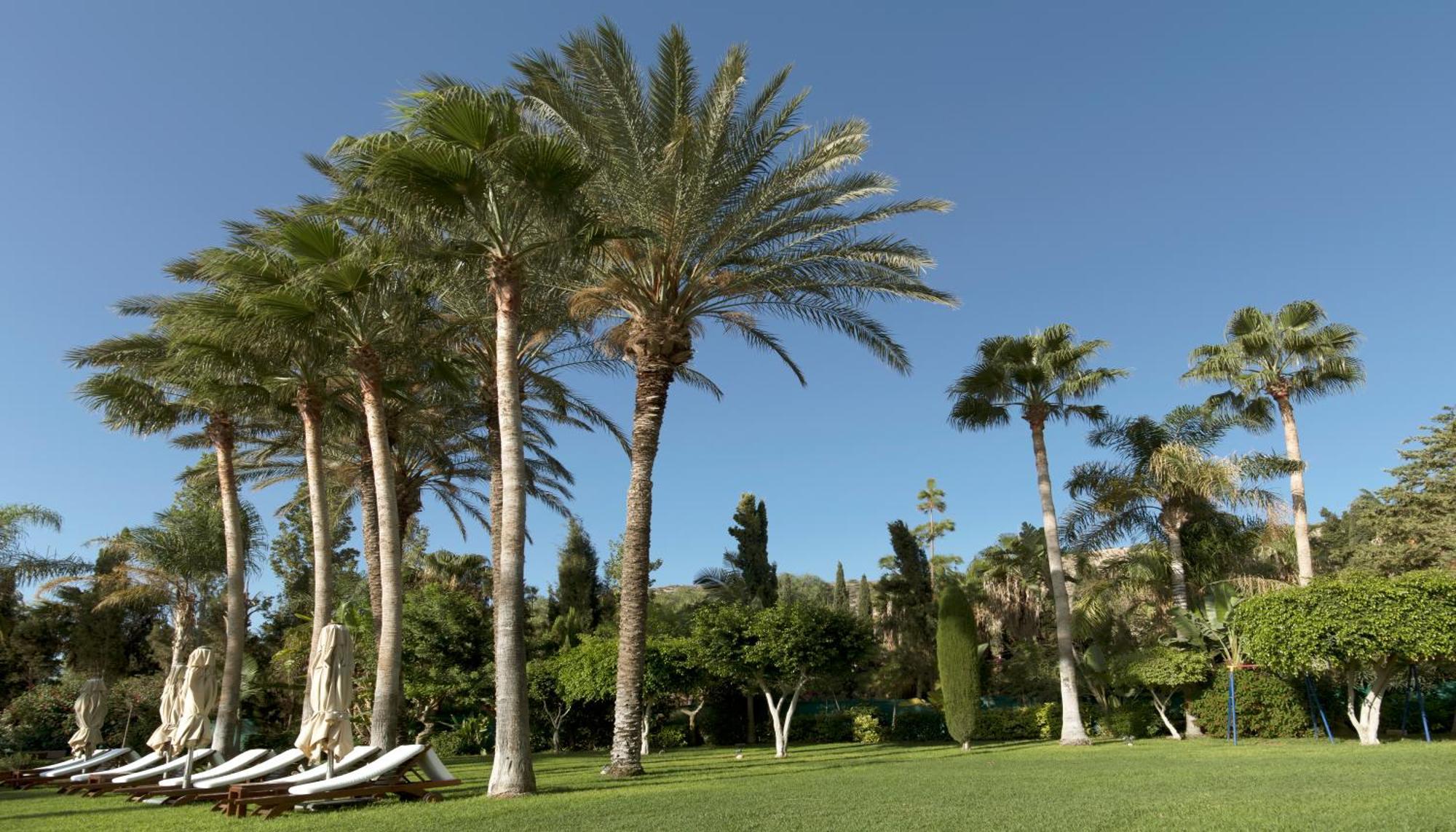 Columbia Beach Resort Pissouri Luaran gambar Palm trees in the park