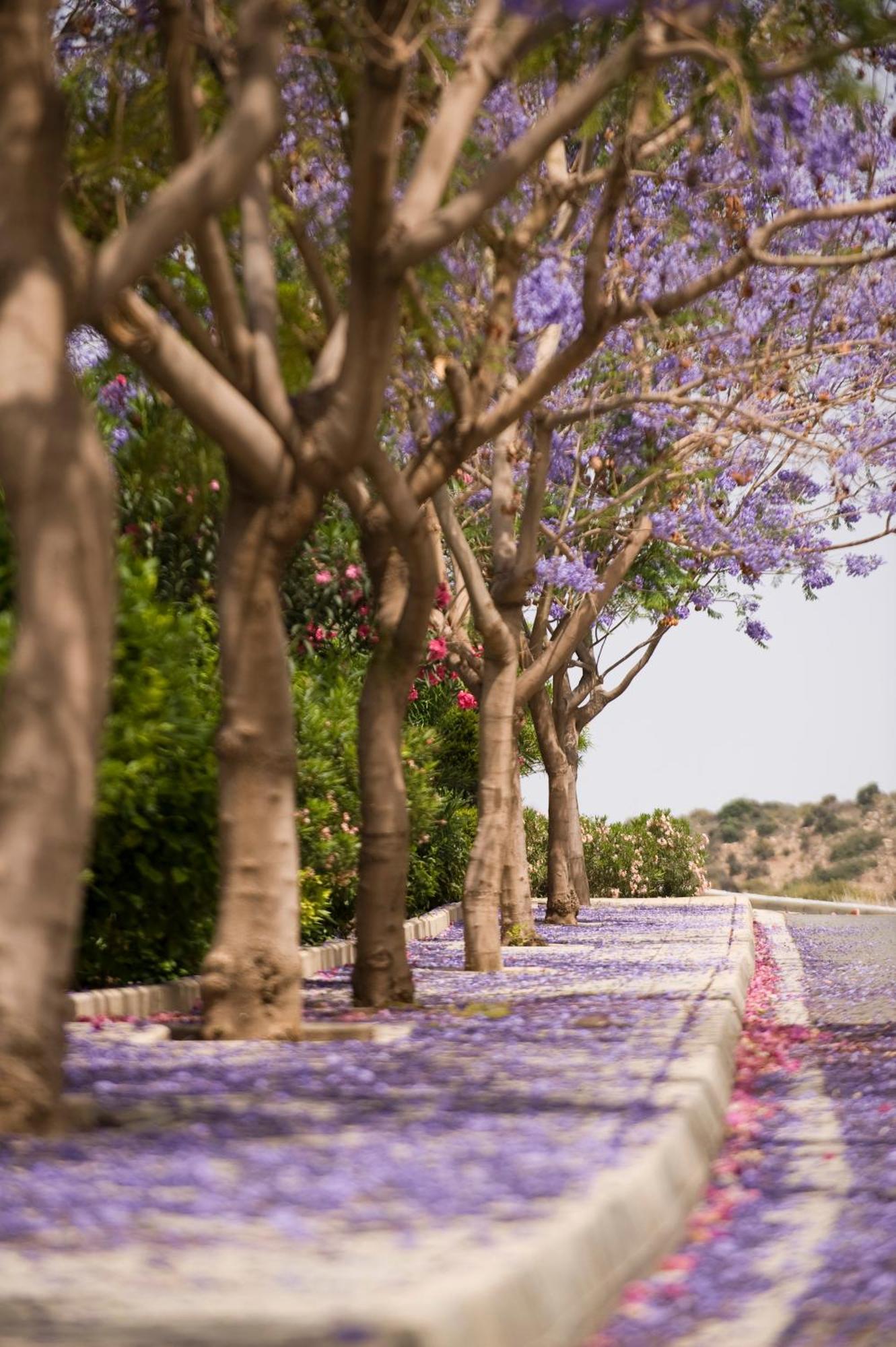 Columbia Beach Resort Pissouri Luaran gambar Jacaranda trees in bloom