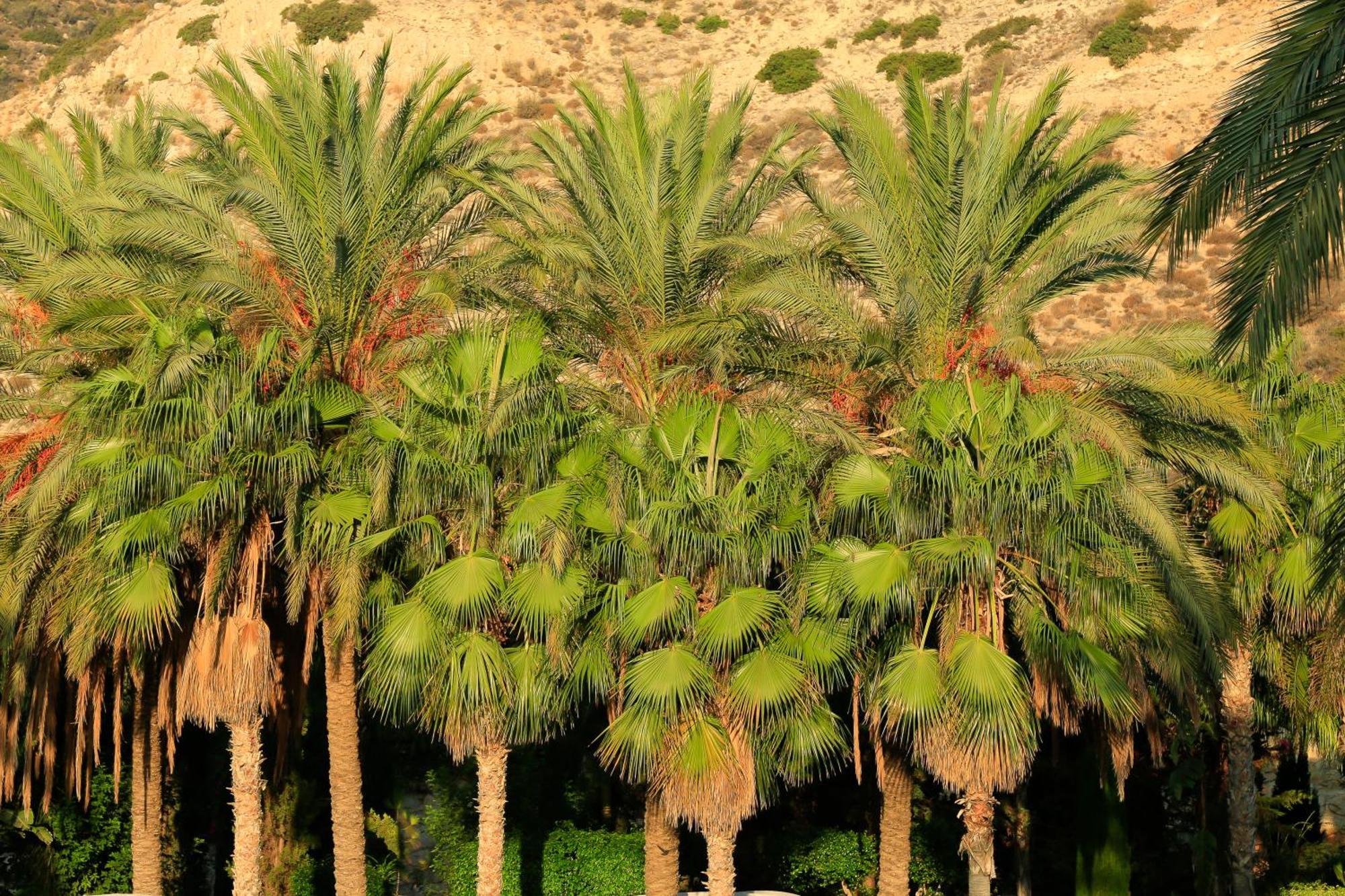 Columbia Beach Resort Pissouri Luaran gambar Date palms